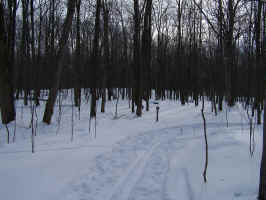 GCV Wooded Ski Trails.JPG (441322 bytes)