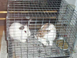 Rabbits in Cage.JPG (195704 bytes)