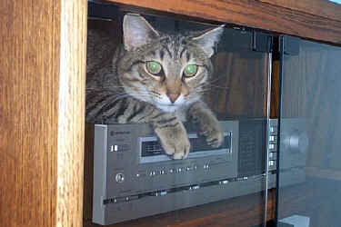 Tabby in Stereo.jpg (53265 bytes)